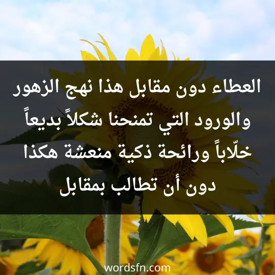 The most beautiful thing said about roses 1 - فن العبارات العطاء دون مقابل، هذا نهج الزهور والورود التي تمنحنا شكلاً بديعاً خلّاباً ورائحة ذكية منعشة هكذا دون أن تطالب بمقابل