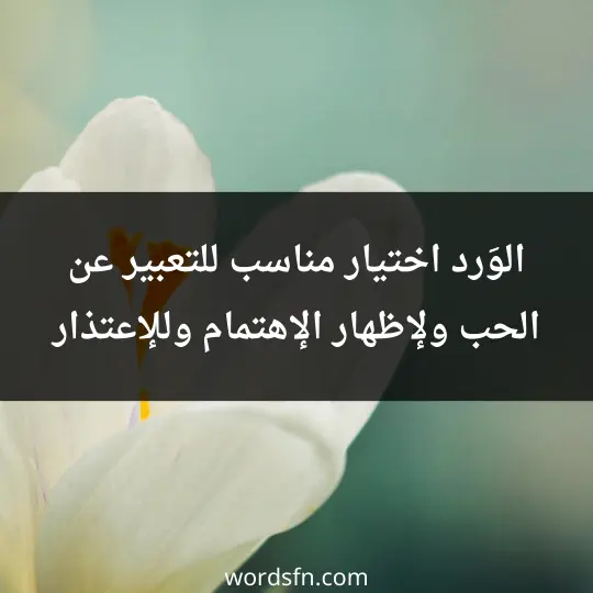 The most beautiful thing said about roses 3 - فن العبارات الوَرد اختيار مناسب للتعبير عن الحب، ولإظهار الإهتمام، وللإعتذار