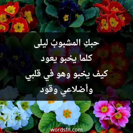 حبكِ المشبوبُ ليلى كلما يخبو يعود كيف يخبو وهو في قلبي وأضلاعي وقود