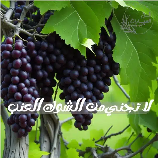 لا تجني من الشوك العنب - فن العبارات لا تجني من الشوك العنب