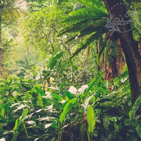 قصة واقعية عن رحلة الى الغابة قصة عن حيوانات الغابة العبرة من قصة قصيرة عن رحلة إلى الغابة