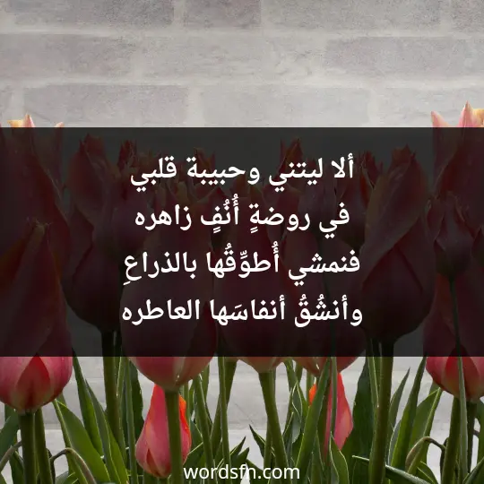 ألا ليتني وحبيبة قلبي في روضةٍ أُنُفٍ زاهره فنمشي أُطوِّقُها بالذراعِ وأنشُقُ أنفاسَها العاطره