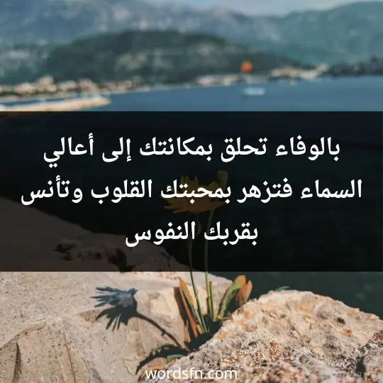 بالوفاء تحلق بمكانتك إلى أعالي السماء فتزهر بمحبتك القلوب وتأنس بقربك النفوس - فن العبارات بالوفاء تحلق بمكانتك إلى أعالي السماء فتزهر بمحبتك القلوب وتأنس بقربك النفوس