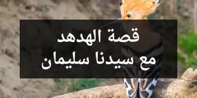 قصة الهدهد مع سيدنا سليمان