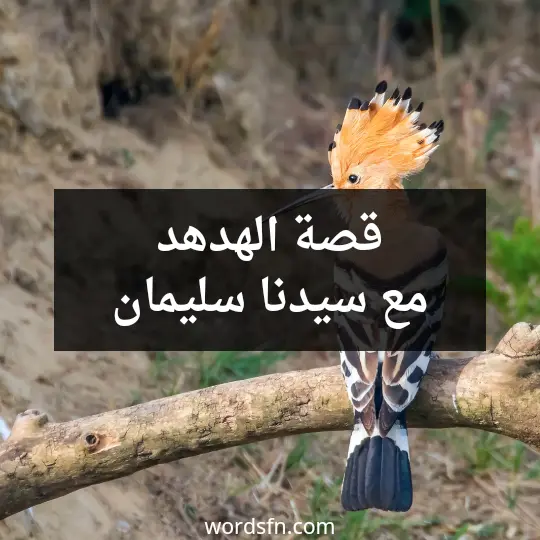 قصة الهدهد مع سيدنا سليمان