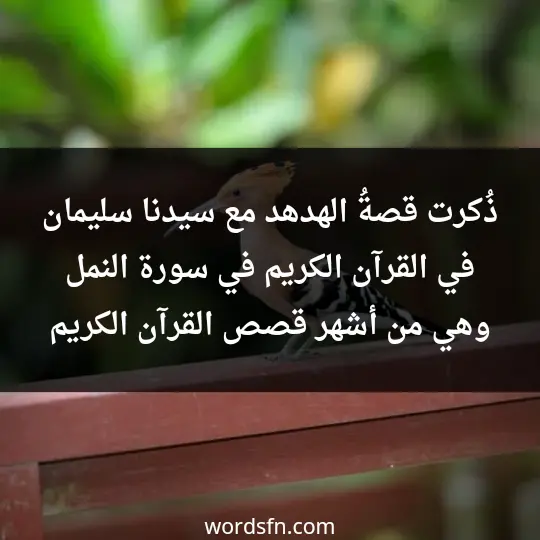 ذُكرت قصةُ الهدهد مع سيدنا سليمان في القرآن الكريم في سورة النمل وهي من أشهر قصص القرآن الكريم