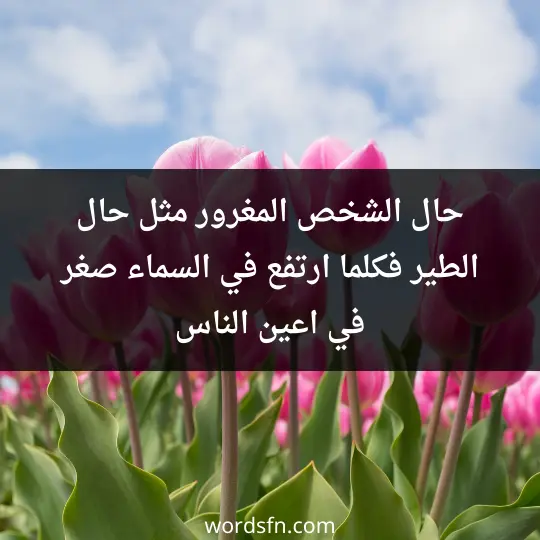 حال الشخص المغرور مثل حال الطير ، فكلما ارتفع في السماء صغر في اعين الناس - فن العبارات حال الشخص المغرور مثل حال الطير ، فكلما ارتفع في السماء صغر في اعين الناس