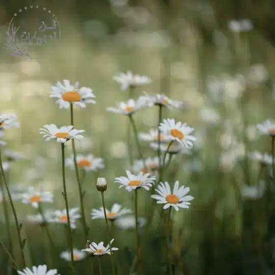 فوائد عشبة البابونج للشعر