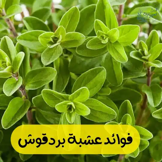 فوائد عشبة بردقوش