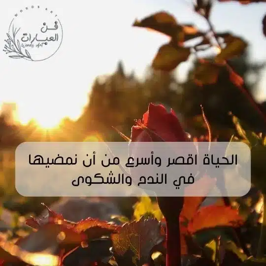 اقتباسات لطيفة قصيرة عميقة اقتباسات جميلة قصيرة ناعمة اقتباسات جميلة قصيرة