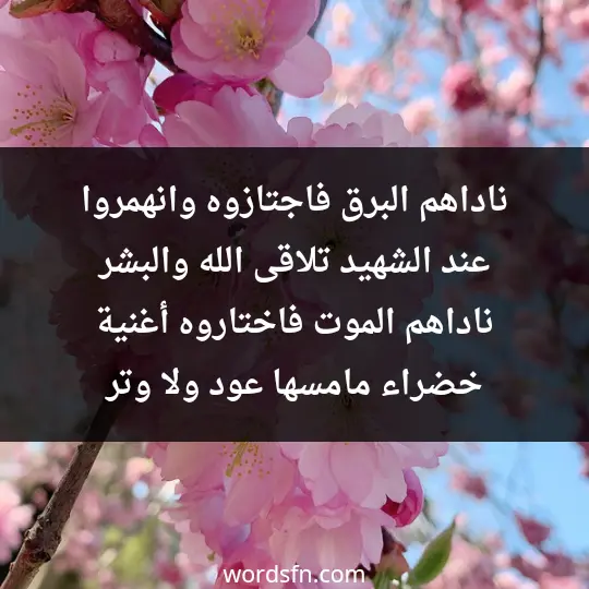 ناداهم البرق فاجتازوه وانهمروا       عند الشهيد تلاقى الله والبشر ناداهم الموت فاختاروه أغنية          خضراء مامسها عود ولا وتر