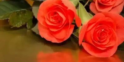 ما هو الرد على كلمة كثر الله خيرك