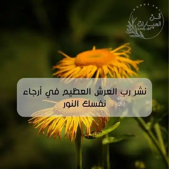 ماهو الرد على كلمة منور