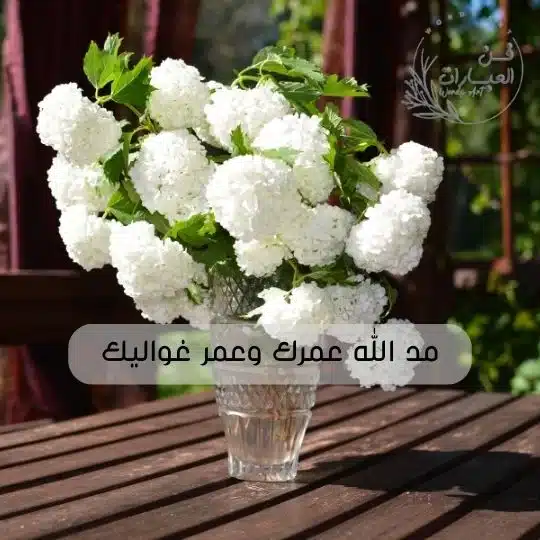 وش الرد على كلمة سمي