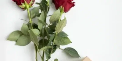 ماهو الرد على كلمة ابشر وابشري