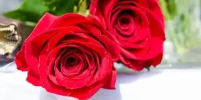 ماهو الرد على كلمة تسلم