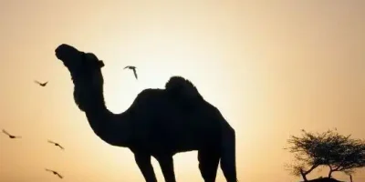 حالات واتس عن الصديق الكفو