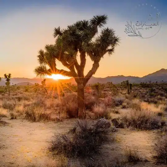 حالات واتس عن الصديق الكفو حالات واتس عن الصديق الحقيقي حالات واتس عن الصديق الوفي