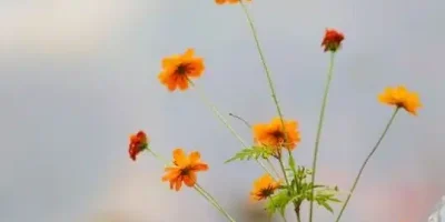 بيسيات ذوق حلوه جديده تويتر وتلجرام